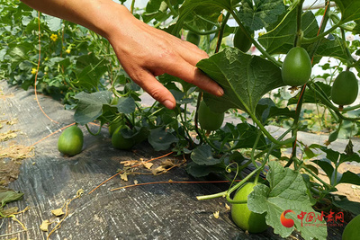 靈臺 綠色發展鋪就致富路，好山好水成就好日子
